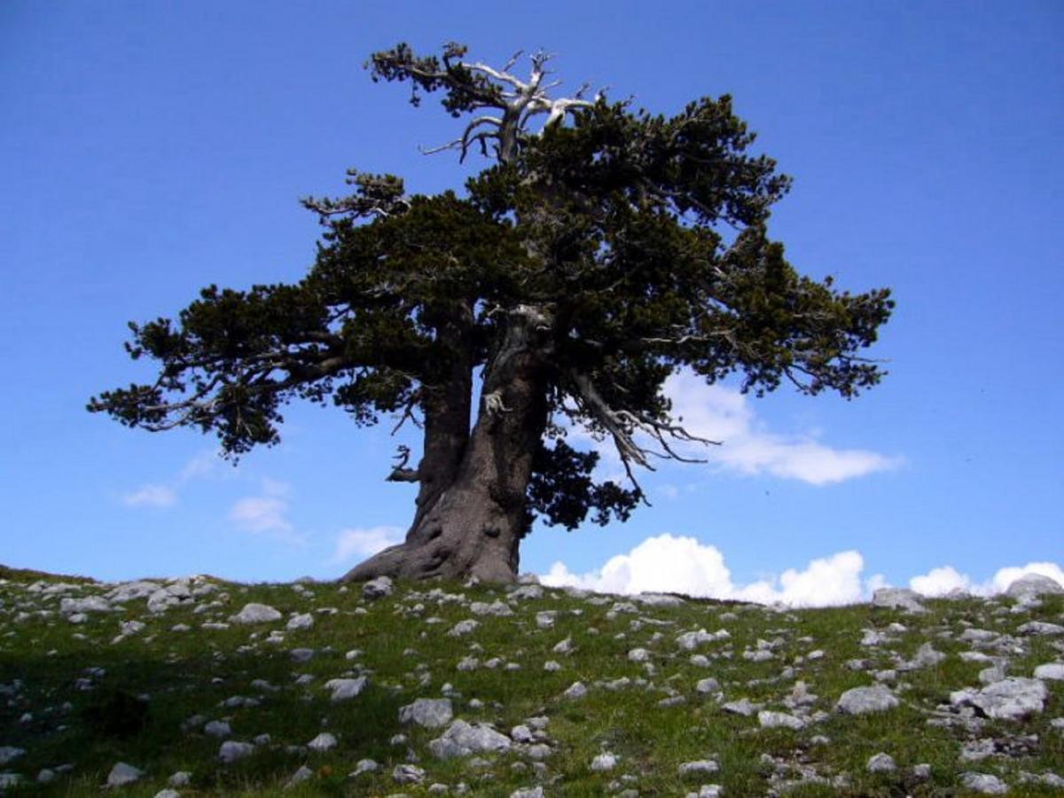 B&B Sole Del Pollino Ротонда Екстериор снимка